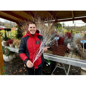 Vianočné brezové kytičky (Betula alba) - výška 80-120 cm – BIELE